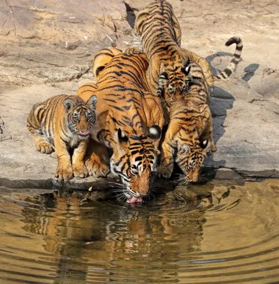 В заповеднике «Бастак» на видео попало «странное» поведение тигра -  «Экология России»