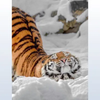 Как стать взрослым и сознательным тигром: На Дальнем Востоке люди спасают и  воспитывают тигрят-сирот - KP.RU