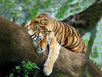 Тигр в джунглях фото фотографии