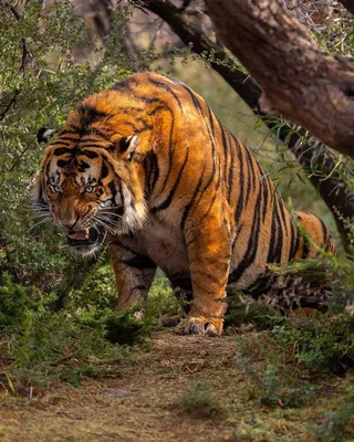 PS battle: Рык грозного тигра в джунглях | Пикабу