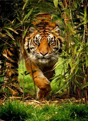 Купить тигр на охоте в джунглях за 1300 руб. | Wild animal wallpaper,  Diamond painting, Animal photography