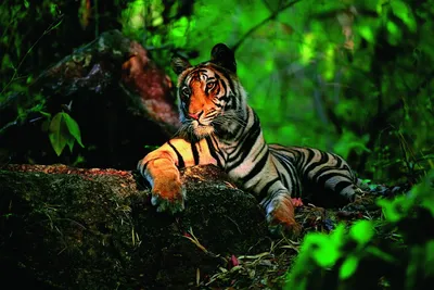 Тигр в джунглях сфотографировала …» — создано в Шедевруме