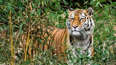 Пазл тигр в джунглях - разгадать онлайн из раздела \"Картины\" бесплатно