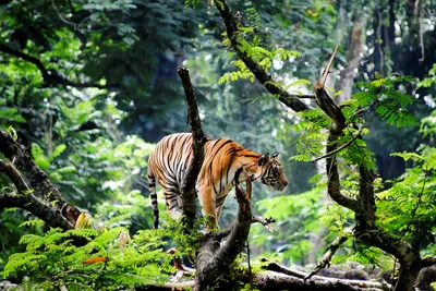 Тигр в джунглях стоковое фото. изображение насчитывающей черный - 163767916