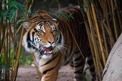 Тигр в джунглях - картина маслом художника Разживина