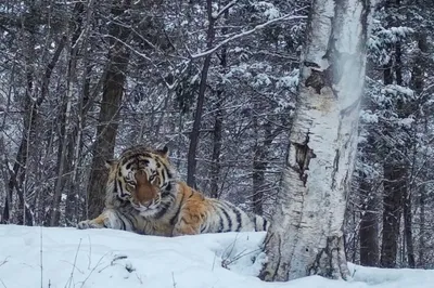 Картина на холсте \"Белый тигр в джунглях\"