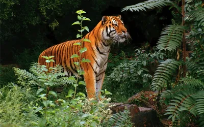 Спящий Тигр В Джунглях — стоковые фотографии и другие картинки Тигр - Тигр,  Индонезия, Богор - iStock