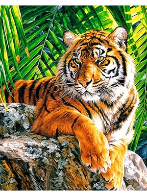 Полосатый «император». Какова вероятность встретить амурского тигра в тайге  | ОБЩЕСТВО | АиФ Владивосток