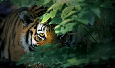 225 693 рез. по запросу «Тигр в джунглях» — изображения, стоковые  фотографии, трехмерные объекты и векторная графика | Shutterstock