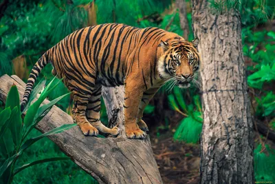 Онлайн пазл «Тигры в джунглях»