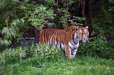 Тигр в лесу фото 