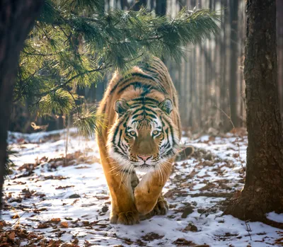 Амурский тигр в лесу» — создано в Шедевруме