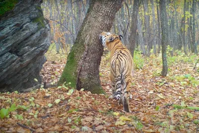 Фото Амурский тигр в лесу. Фотограф Андрей Грачев