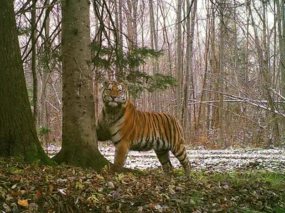Фотообои Тигр в лесу артикул Anm-016 купить в Оренбург|;|9 |  интернет-магазин ArtFresco