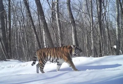 Золотодобытчики уничтожают естественную среду обитания амурского тигра -  Статьи и репортажи РГО