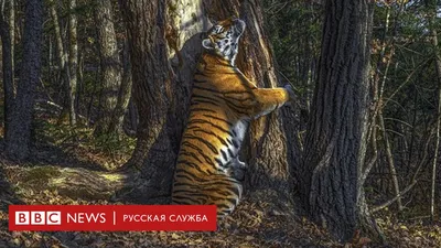 Спасти хозяина тайги: как защитить амурского тигра? - KP.RU