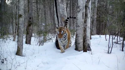 тигр в лесу смотрит в камеру Стоковое Фото - изображение насчитывающей  цвет, головка: 157078678