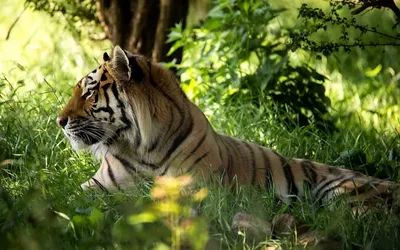 Обнявший дерево амурский тигр и другие лучшие снимки дикой природы 2020  года - BBC News Русская служба
