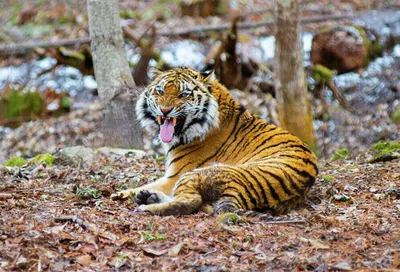 Фото Тигр в лесу, by Zenja Gammer