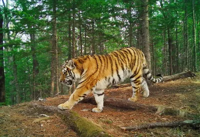 Грибники в лесу встретили тигра и отсняли зверя на видео – с дерева, куда  успели взобраться – Учительская газета