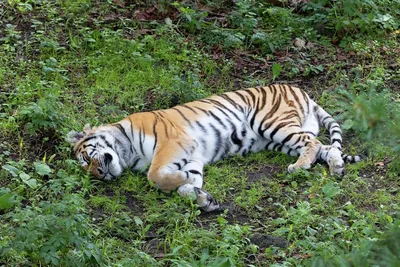 Гордый тигр в лесу стоковое изображение. изображение насчитывающей пуща -  193282097