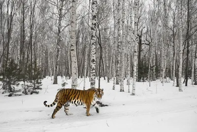 Амурский тигр в берёзовом лесу | Пикабу