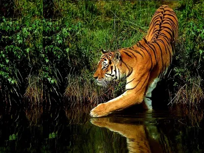 Тигр в лесу на темном фоне | Премиум Фото