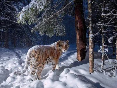 Тигр в лесу с далека сзади река …» — создано в Шедевруме