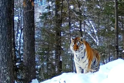 Видео: Амурский тигр попозировал туристам в лесу - Российская газета