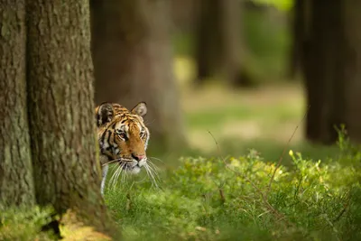 Снимок тигра из Хабаровского края стал лучшим на международном конкурсе -  KP.RU