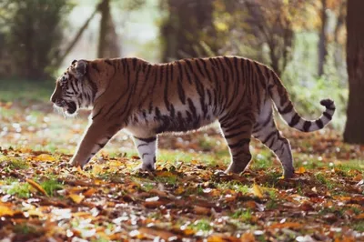 Грибник из Хабаровского края наткнулся в лесу на амурского тигра | Природа  | Общество | Аргументы и Факты