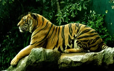 Видео: Амурский тигр попозировал туристам в лесу - Российская газета