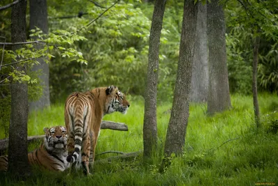 Тигр 🐯 в лесу , мягкое освещение, …» — создано в Шедевруме