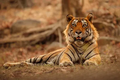 Тигр в лесу генеративный искусственный интеллект | Премиум Фото