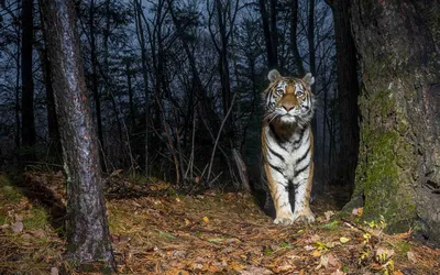 Тигр идет по бревну в лесу | Премиум Фото