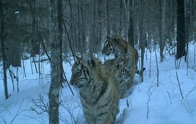 Красивый Амурский тигр на снегу. Тигр в лесу зимы Стоковое Фото -  изображение насчитывающей ангстрома, природа: 156024864