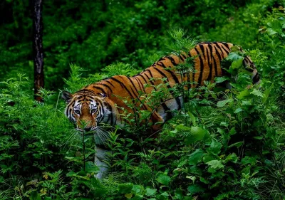 Тигров бояться - в лес не ходить? | Дальние горы | Дзен