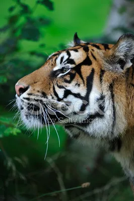 Профиль тигра в зеленой предпосылке леса Стоковое Изображение - изображение  насчитывающей вышесказанного, посмотрите: 87925295