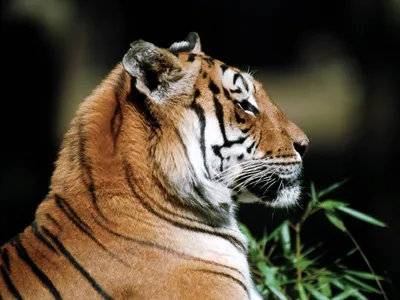 Профиль Tiger Стоковые Фотографии | FreeImages