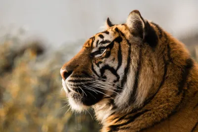 Скачать обои тигр, профиль, природа, животное, листья разрешение 2880x1896  #107740