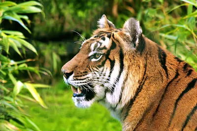 Бенгальский Тигр Профиля Фотография, картинки, изображения и  сток-фотография без роялти. Image 10505633
