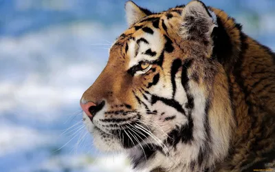 Профиль Тигра Сидящего Отворачивающегося стоковое фото ©lifeonwhite  388195660