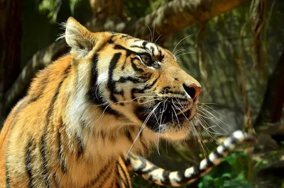 тигр смотрит вдаль глазами, крупный план тигра в профиль на фоне ярких  деревьев Hd фото фото, бенгальский тигр, Сибирский тигр фон картинки и Фото  для бесплатной загрузки