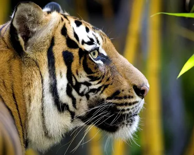 Профиль тигра на черном фоне стоковое фото ©themorningstudio@gmail.com  171014468