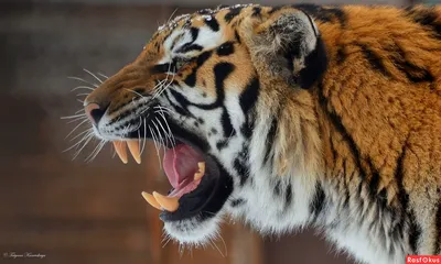 Тигр в профиль » Рыжие тигры » Кошачья галерея » Magnus Felidae (Великие  Кошачьи) - красота и превосходство!