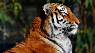 Боковой профиль: террористы взорвали сибирского тигра Стоковое Фото -  изображение насчитывающей приложение, одичало: 185593432