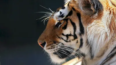 белый тигр в джунглях крупным планом, скучно выглядящий белый тигр косой  профиль вверх, Hd фотография фото, бенгальский тигр фон картинки и Фото для  бесплатной загрузки