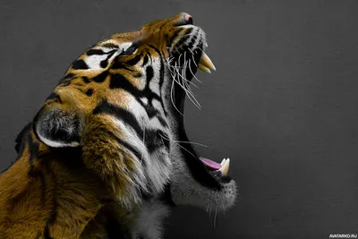 Тигр идёт по джунглям, профиль, …» — создано в Шедевруме