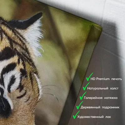 Тигр в профиль » Белые тигры » Кошачья галерея » Magnus Felidae (Великие  Кошачьи) - красота и превосходство!