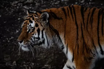 Скачать обои тигр, морда, профиль, амурский тигр, tiger разрешение  1600x1200 #134063